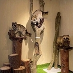 新たにオープンする外来生物展示センターの館内イメージ（神戸市提供）
