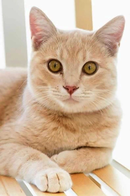 初代こうべ動物共生センター長の「みお」（神戸市提供）