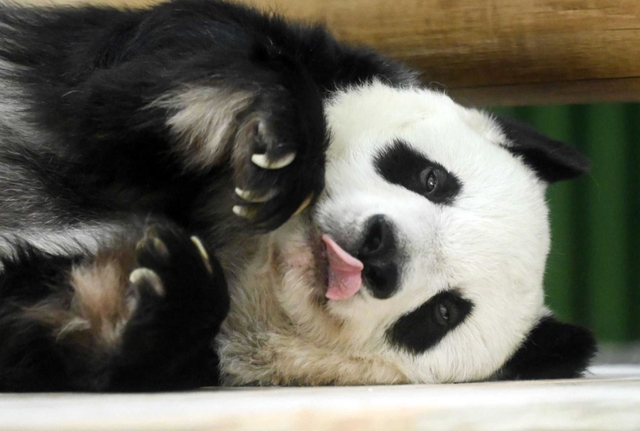 ２７歳になったタンタン。寝転ぶ姿などが見られた＝１６日午後、神戸市立王子動物園（撮影・坂井萌香）