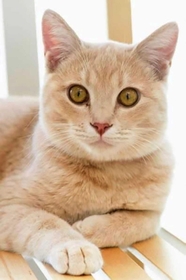 初代こうべ動物共生センター長の「みお」（神戸市提供）