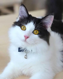 ２代目のこうべ動物共生センター長に就任する雌の「ラピ」（神戸市提供）