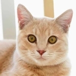初代こうべ動物共生センター長の「みお」（神戸市提供）