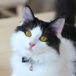 ２代目のこうべ動物共生センター長に就任する雌の「ラピ」（神戸市提供）