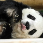 ２７歳になったタンタン。寝転ぶ姿などが見られた＝１６日午後、神戸市立王子動物園（撮影・坂井萌香）
