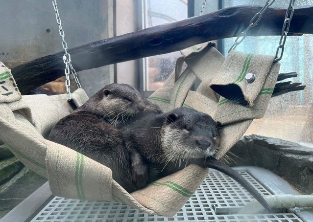 寝床をすぐボロボロにする神戸のカワウソ、名付けて「破壊神