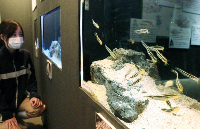 地獄の鬼神「牛頭」が名前の由来になっている「ゴンズイ」＝須磨海浜水族園