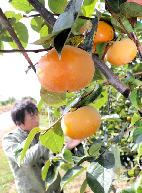 しゃきしゃきとした食感が特徴の太秋柿＝神戸市西区押部谷町高和