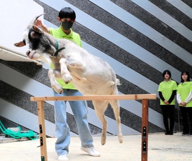 神戸動植物環境専門学校の学生とヤギの花ちゃん＝神戸市東灘区向洋町中１
