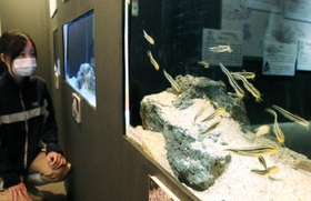 地獄の鬼神「牛頭」が名前の由来になっている「ゴンズイ」＝須磨海浜水族園