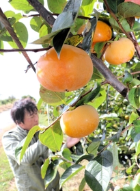 しゃきしゃきとした食感が特徴の太秋柿＝神戸市西区押部谷町高和