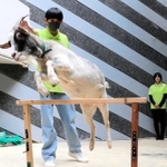 神戸動植物環境専門学校の学生とヤギの花ちゃん＝神戸市東灘区向洋町中１