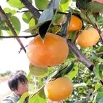 しゃきしゃきとした食感が特徴の太秋柿＝神戸市西区押部谷町高和