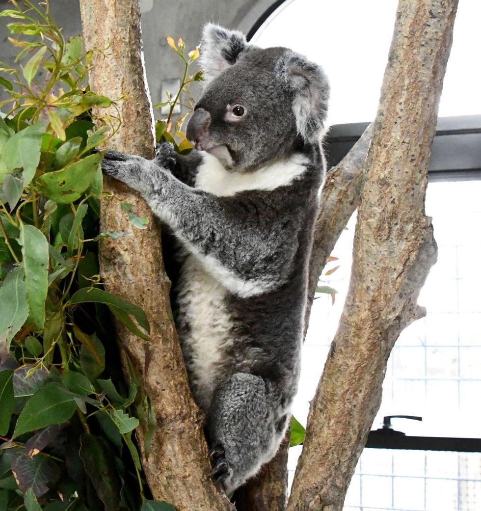 王子動物園のコアラ ウメ 死ぬ 赤ちゃんと寄り添う姿人気 チンパンジー アーリー も２９歳で 神戸 神戸新聞next