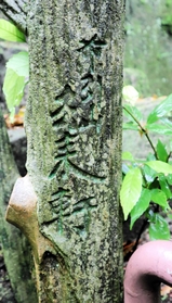 「布引山去来軒」と彫られている擬木＝神戸市中央区葺合町