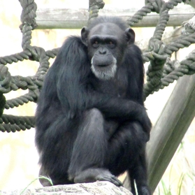チンパンジー「アーリー」（王子動物園提供）