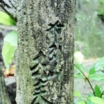 「布引山去来軒」と彫られている擬木＝神戸市中央区葺合町