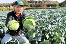 西区で生産されているキャベツ。安心安全な「こうべ旬菜」が魅力だ＝西区岩岡町