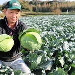 西区で生産されているキャベツ。安心安全な「こうべ旬菜」が魅力だ＝西区岩岡町