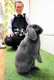 ウサギとゆったり触れ合えるラビットカフェ＝神戸市東灘区向洋町中１