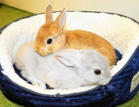 体を寄せ合って遊ぶはく君（奥）、てまりちゃん＝神戸市東灘区向洋町中１