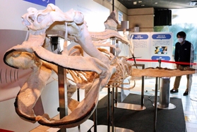 西日本で初めて展示されているメガマウスザメの骨格標本＝神戸市立須磨海浜水族園