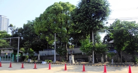伐採、植え替えとなったこうべ小学校の樹木＝神戸市中央区中山手通４（中村さん提供）