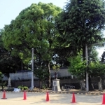 伐採、植え替えとなったこうべ小学校の樹木＝神戸市中央区中山手通４（中村さん提供）