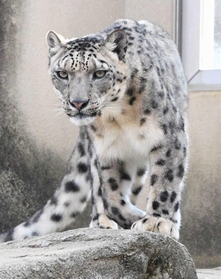 東京都の多摩動物公園へ引っ越しが決まったユキヒョウ「フブキ」（王子動物園提供）