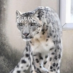 東京都の多摩動物公園へ引っ越しが決まったユキヒョウ「フブキ」（王子動物園提供）