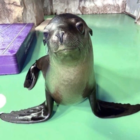 名前を投票で募集しているカリフォルニアアシカのコナツの赤ちゃん＝王子動物園提供