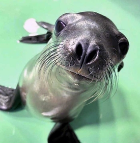 名前を投票で募集しているカリフォルニアアシカのスミレの赤ちゃん＝王子動物園提供