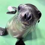 名前を投票で募集しているカリフォルニアアシカのスミレの赤ちゃん＝王子動物園提供