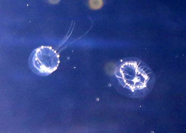 展示されている小さなクラゲ＝神戸市垂水区役所