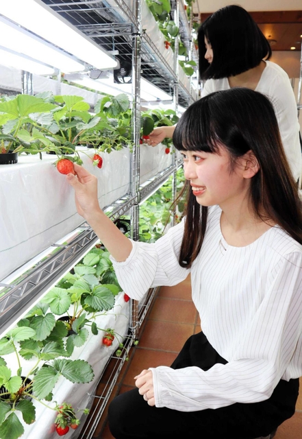 ホテル内で体験できるイチゴ狩り＝ホテルプラザ神戸