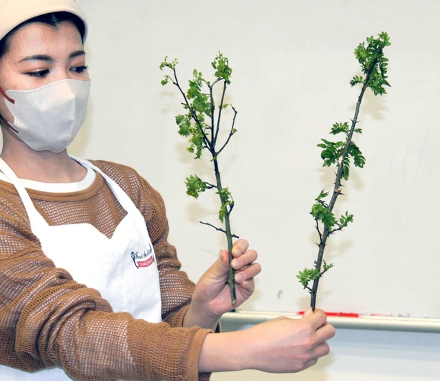 栽培に成功した有馬山椒の品種「湯船谷」（右）と稲荷山＝神戸市北区有馬町、有馬地域福祉センター