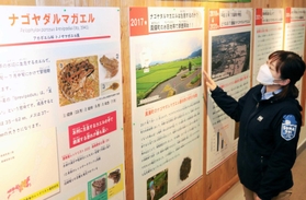 兵庫県版のレッドリストでＡランクに指定されるナゴヤダルマガエルについてまとめた展示＝神戸市須磨区若宮町１