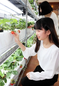 ホテル内で体験できるイチゴ狩り＝ホテルプラザ神戸
