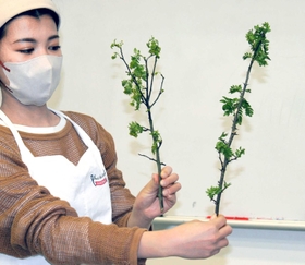 栽培に成功した有馬山椒の品種「湯船谷」（右）と稲荷山＝神戸市北区有馬町、有馬地域福祉センター