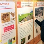 兵庫県版のレッドリストでＡランクに指定されるナゴヤダルマガエルについてまとめた展示＝神戸市須磨区若宮町１