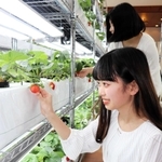 ホテル内で体験できるイチゴ狩り＝ホテルプラザ神戸