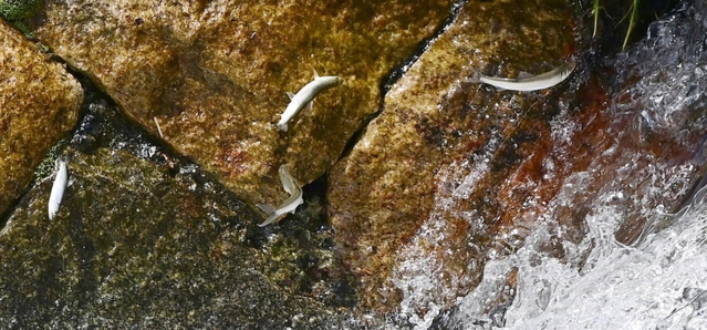 川をさかのぼるアユの稚魚＝神戸市東灘区の住吉川（撮影・中西幸大）