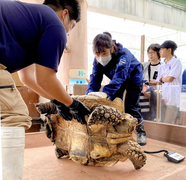 ワタクシ的スマスイ＞リクガメの餌やりなど体験、「もっと知りたい