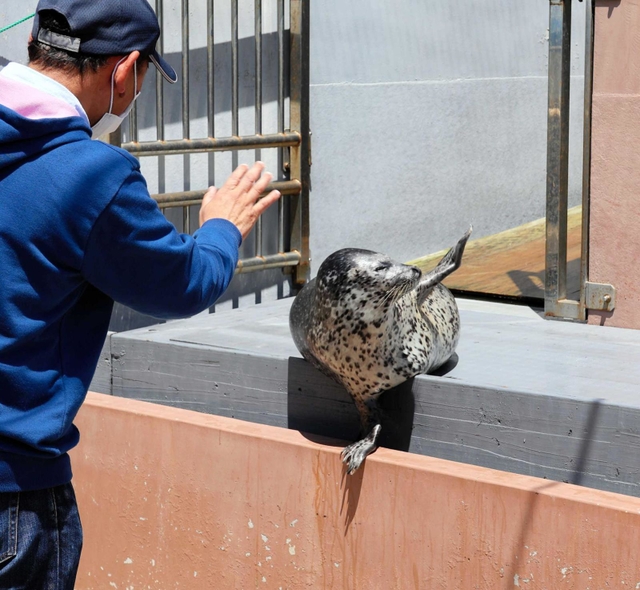 ゴマフアザラシの「メカブ」と交流する参加者＝須磨海浜水族園