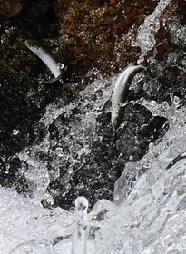 川をさかのぼるアユの稚魚＝神戸市東灘区の住吉川（撮影・中西幸大）
