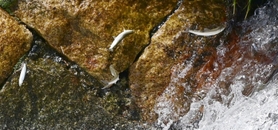 川をさかのぼるアユの稚魚＝神戸市東灘区の住吉川（撮影・中西幸大）