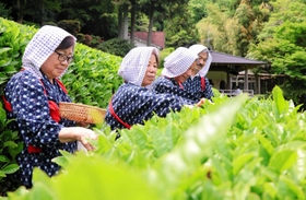 かすりの着物姿で茶を摘み取る参加者たち＝神戸市灘区原田