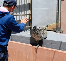 ゴマフアザラシの「メカブ」と交流する参加者＝須磨海浜水族園