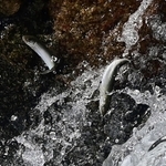 川をさかのぼるアユの稚魚＝神戸市東灘区の住吉川（撮影・中西幸大）