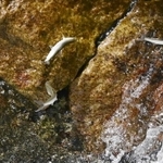 川をさかのぼるアユの稚魚＝神戸市東灘区の住吉川（撮影・中西幸大）