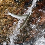 川をさかのぼるアユの稚魚＝神戸市東灘区の住吉川（撮影・中西幸大）